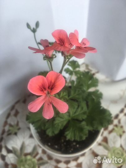 Комнатный цветок, герань, пеларгония
