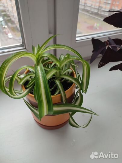 Хлорофитум кудрявый