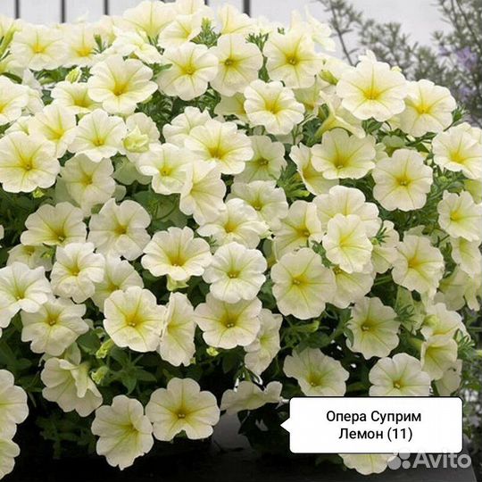 Петуния Опера