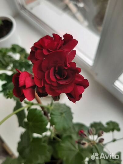 Герань пеларгония