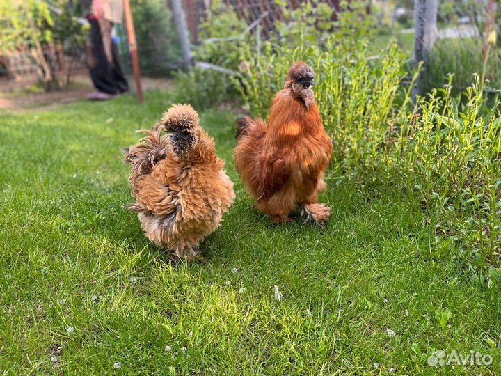 Инкубационное яйцо шелковых китайских курочек