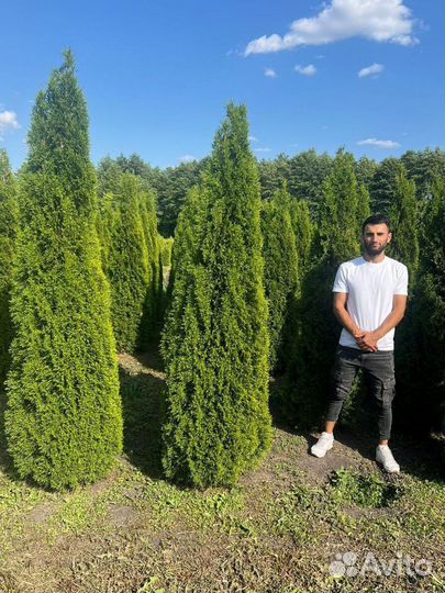Туя для живой изгороди