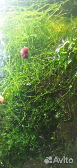 Мох разный аквариумный