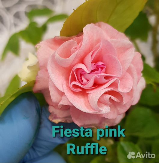 Бальзамины сортовые, махровые