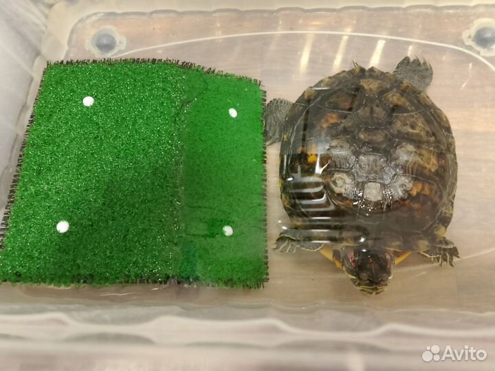 Красноухая черепаха