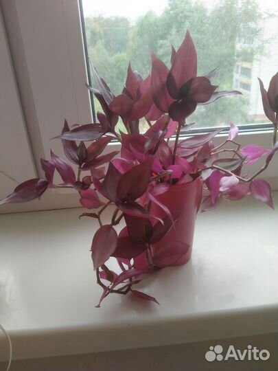 Традесканция укорененная