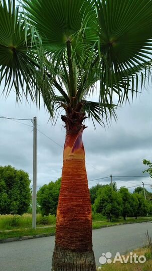 Срез коры пальмы.Кора пальмы