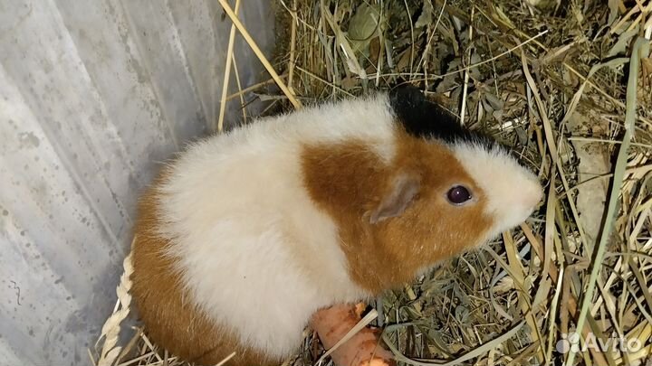 Морская свинка