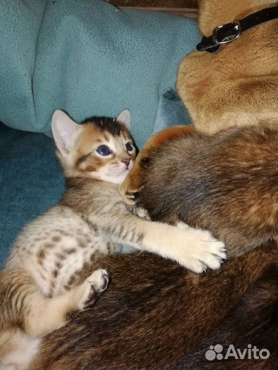Кошки
