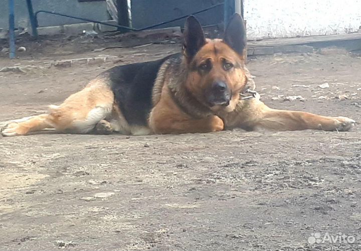 Немецкая овчарка