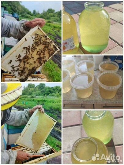 Мед Акация,гречишный,разнотравье, подсолнечный