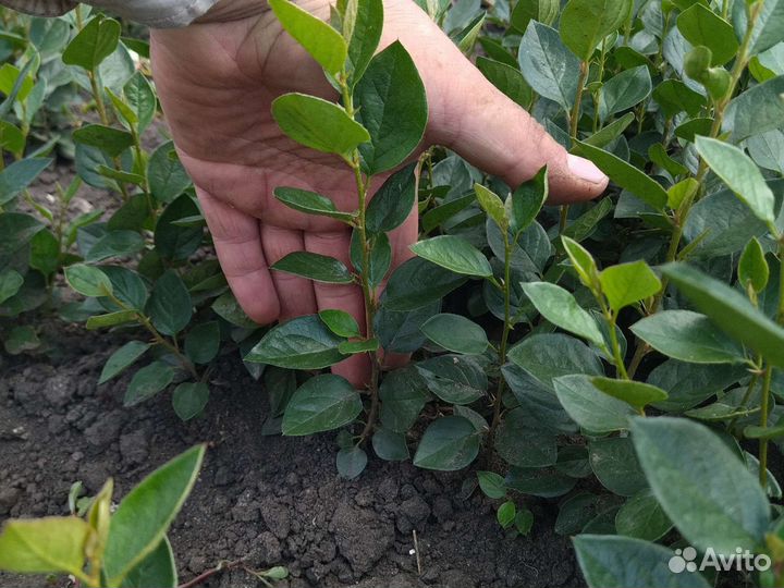 Кизильник сеянц