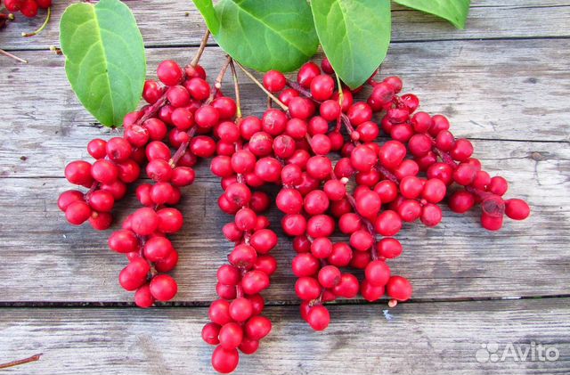 Лимонник и др саженцы