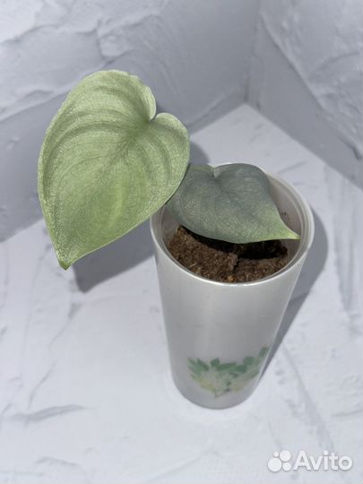 Сциндапсус платинум