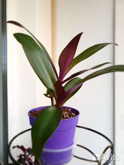 Традесканция рео