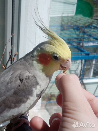 Попугай корелла