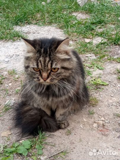 Кошка в дар