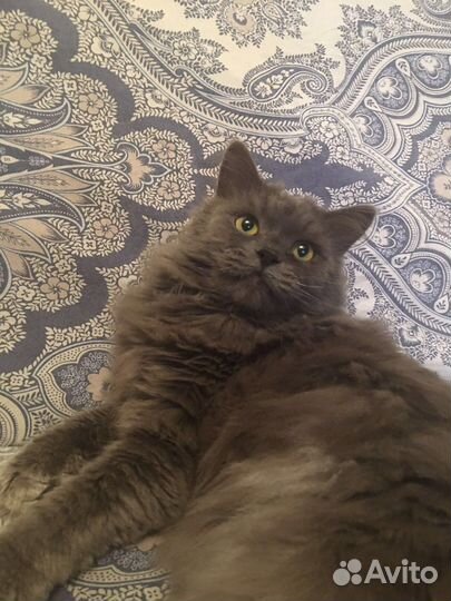 Ласковый котик ищет своего Человека