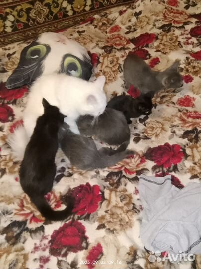 Котята в добрые руки