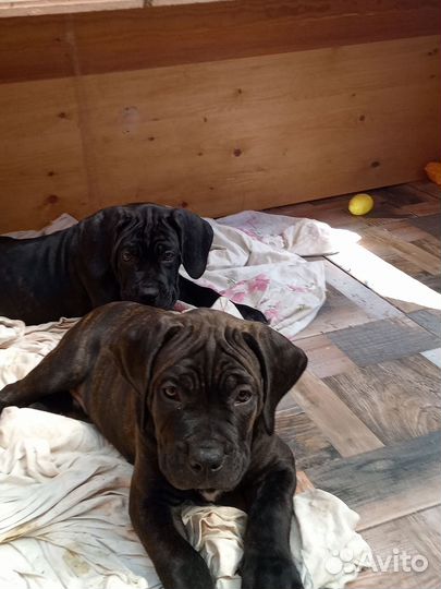 Щенки Кане-корсо