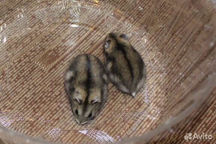 Хомяки джунгарские