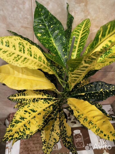 Кодиеум кротон, сорт Голд Сан