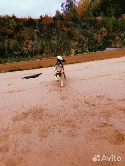 Собака в добрые руки