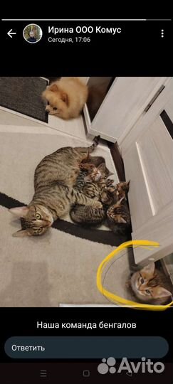 Котята бенгалы