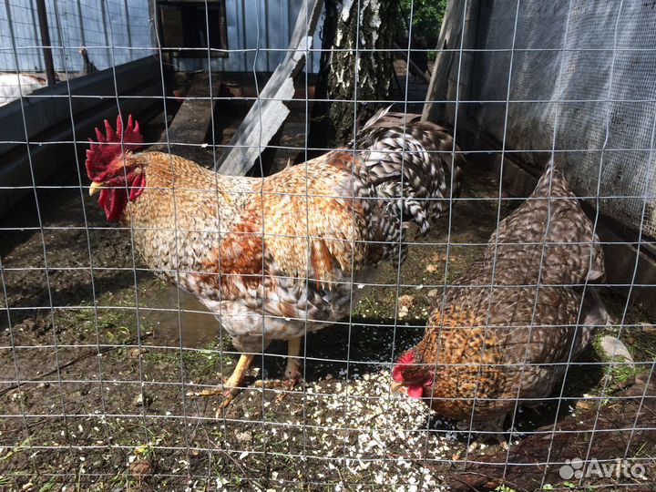 Инкубационное яйцо элитных пород кур