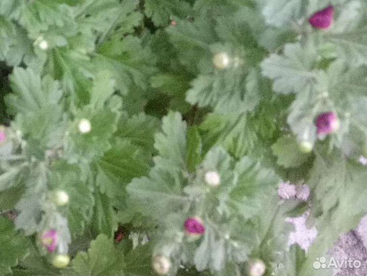 Дубки малиновые низкорослые