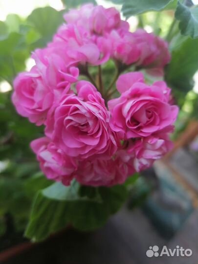 Комнатные растения