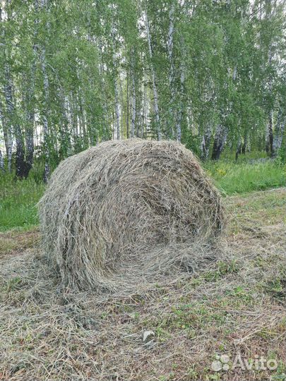Продам сено в тюках
