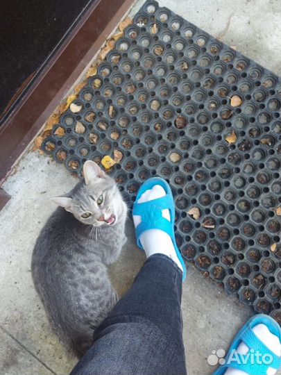 Котенок,девочка,возраст не знаем,британка