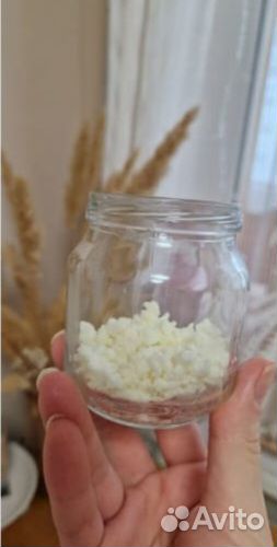 Тибетский молочный гриб