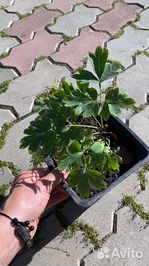 Пион древовидный,Синий сапфир, и Гофман