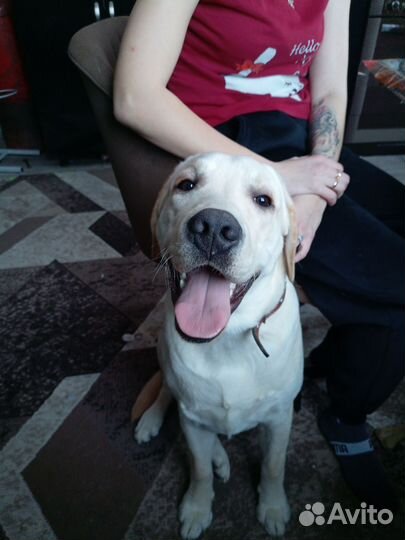 Собака в добрые руки