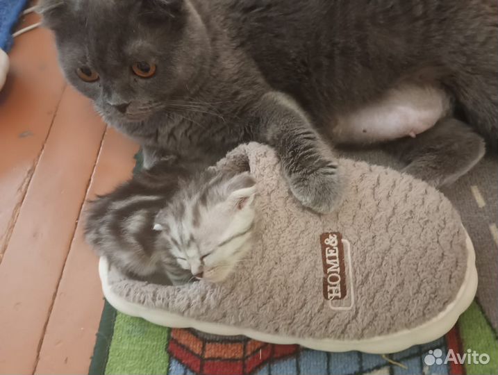Британские котята