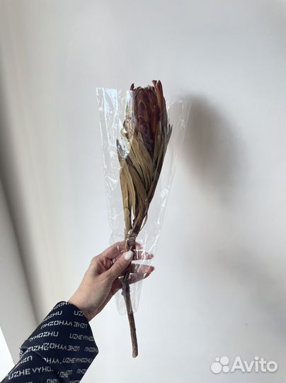 Сухоцветы Протея