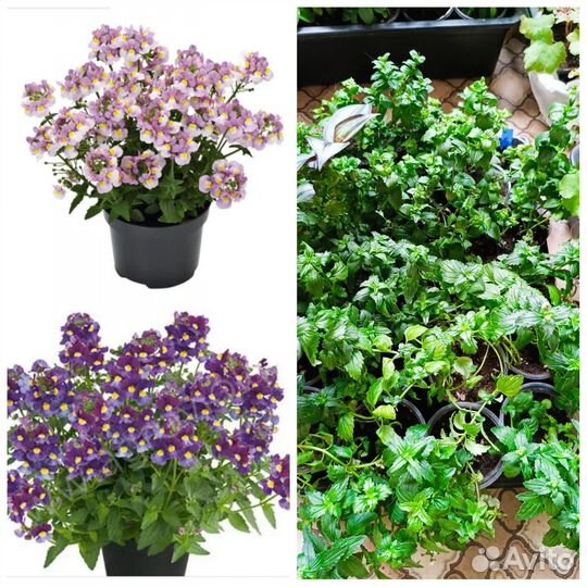 Бегония, гвоздика, калебрахоа, немезия