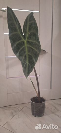 Алоказия Лонгилоба Сильвер (Кортхалси Грандис)