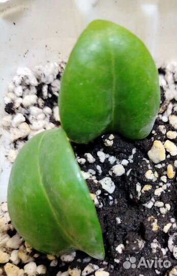 Замиокулькас Зензи (Zamioculcas Zenzi)