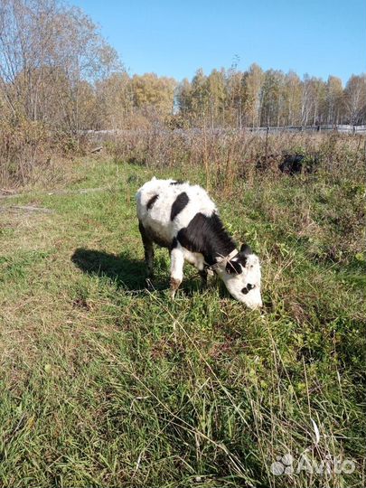 Телочка 7мес