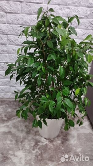 Фикус мелколистный, 75см