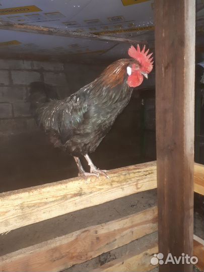 Молодые петухи