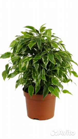 Фикус Бенджамина Кинки