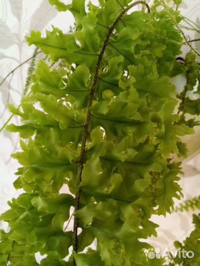 Папоротник