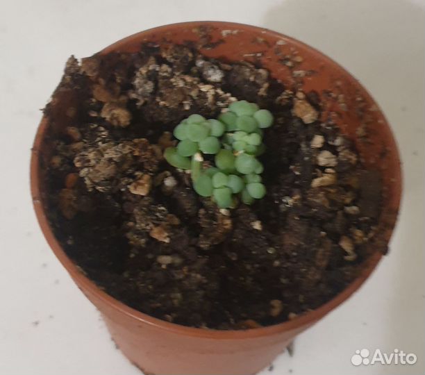 Кактусы и суккуленты