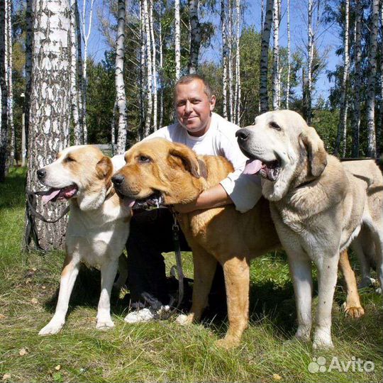 Дрессировка собак