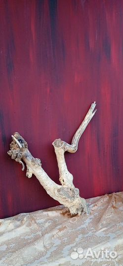 Коряги, корни