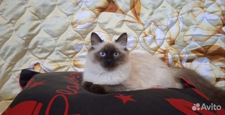 Невские котята